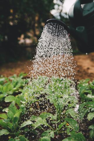 Photo of someone watering plants with a watering can. Photo by Markus Spiske on Unsplash.