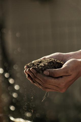 cupped hands holding dirt