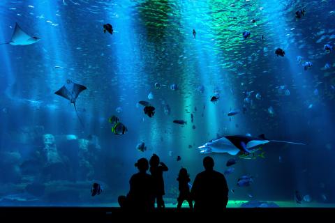 family standing in front of aquarium tank