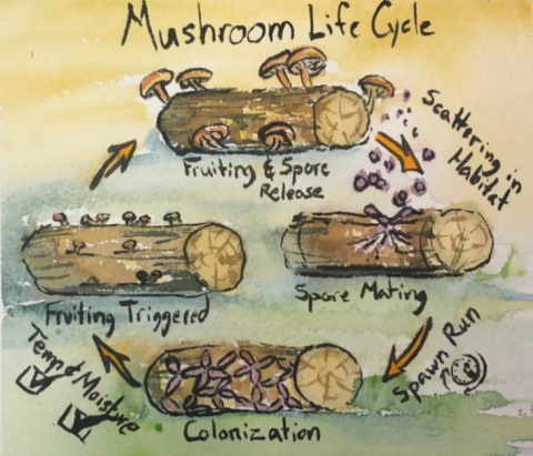 illustration of the mushroom life cycle drawn by our speaker, Mark Gostkiewicz