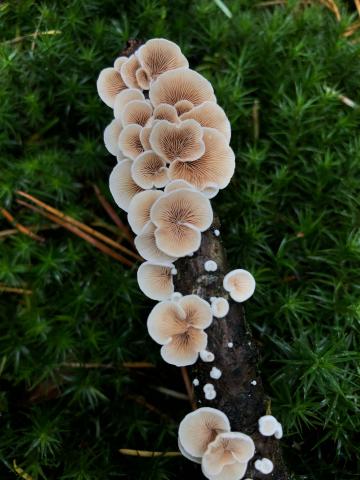 image of chain of mushrooms growing on log