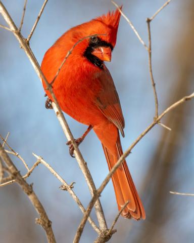 Backyard Birding Adventure