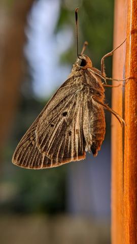 Moth mimicry