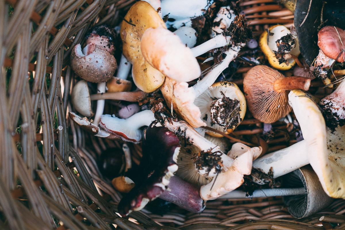 basket full of assorted foraged mushrooms