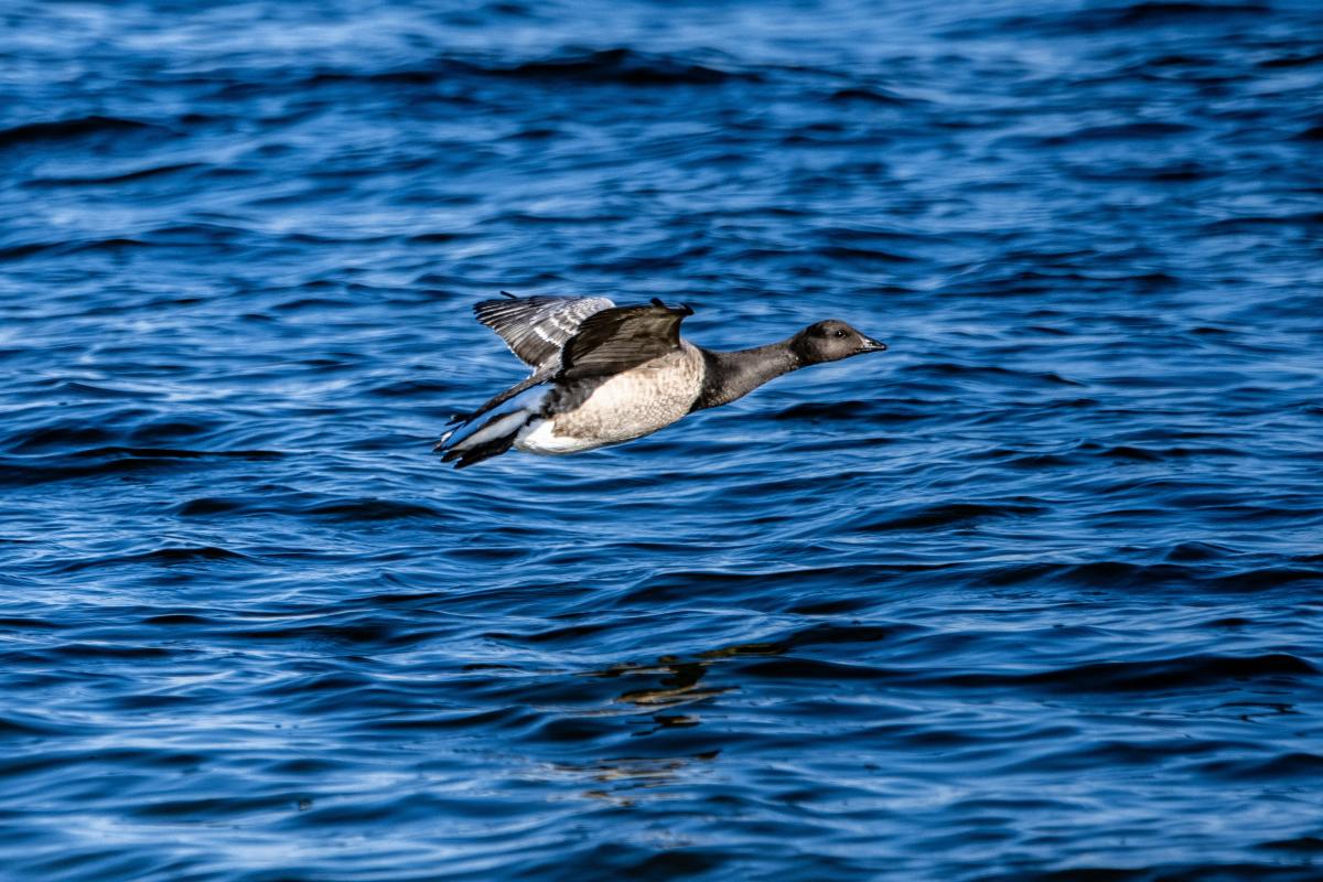 water fowl flying over Long Island Sound