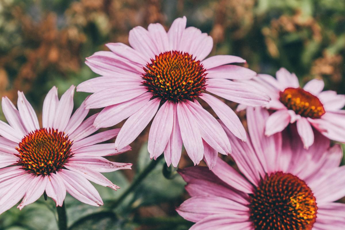 close up image of four pink echinacea flowers