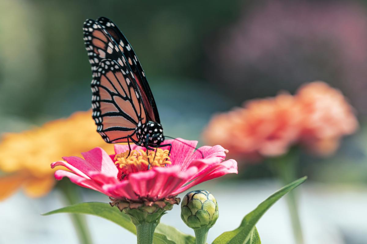 Powerful Pollinators