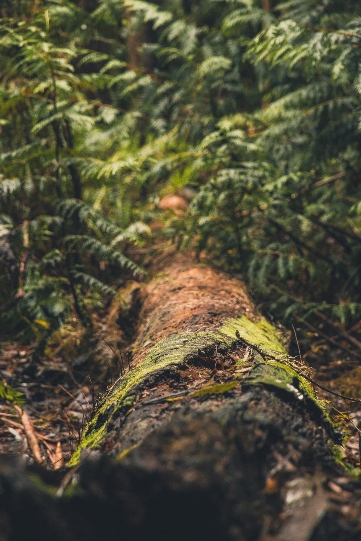 life under a log