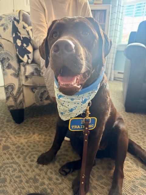 ALBEE, a chocolate lab